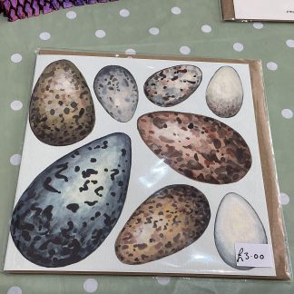 seabird eggs card