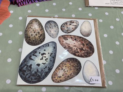 seabird eggs card