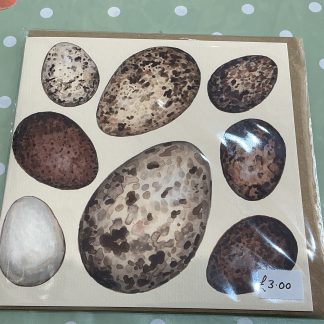 prey bird eggs card