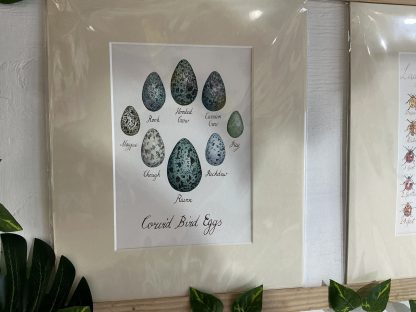 print corvid bird eggs