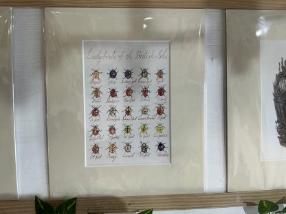 print ladybirds