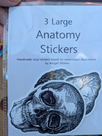 anotomny large stickers