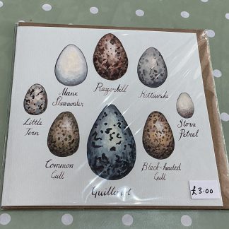 seabird eggs with names card